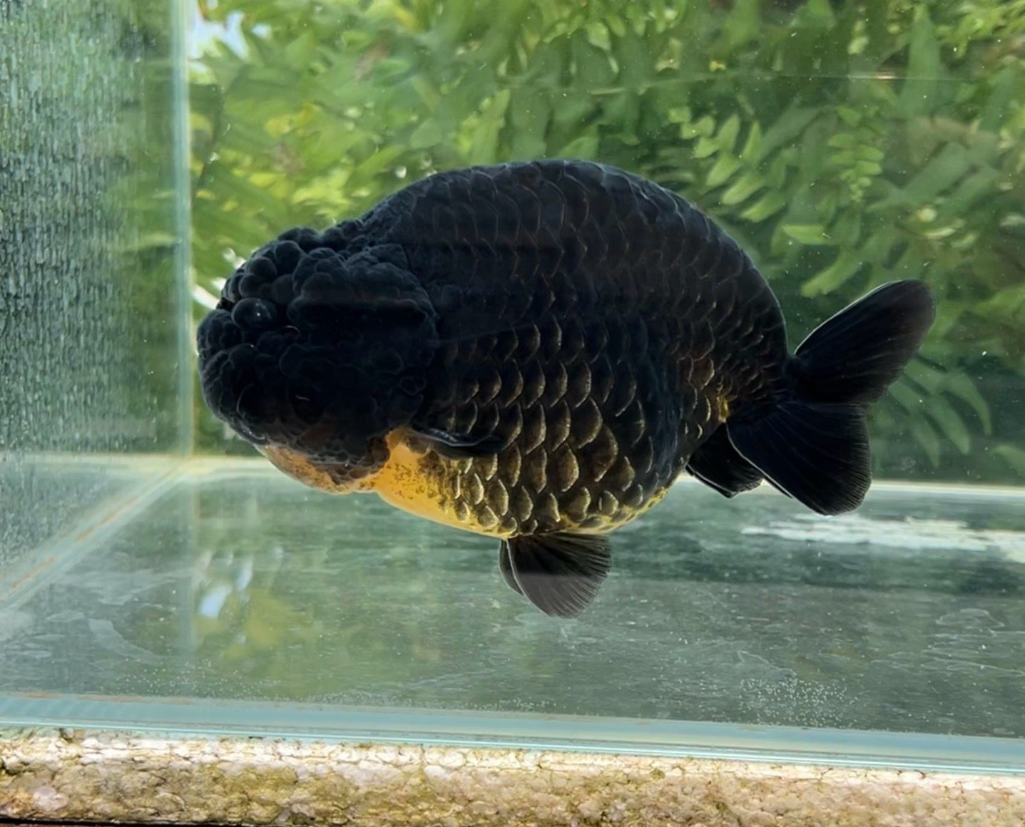 Black Dragon Scale Yuanbao Ranchu (M, 5”) - Free Shipping