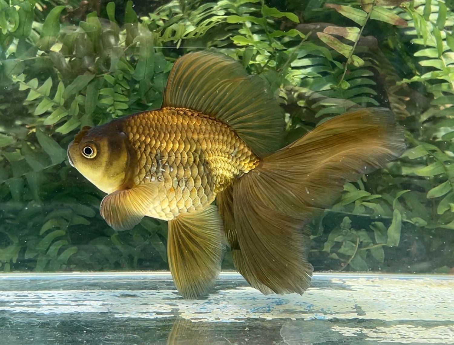 Bronze Veiltail (M, 6.5”) - Free Shipping
