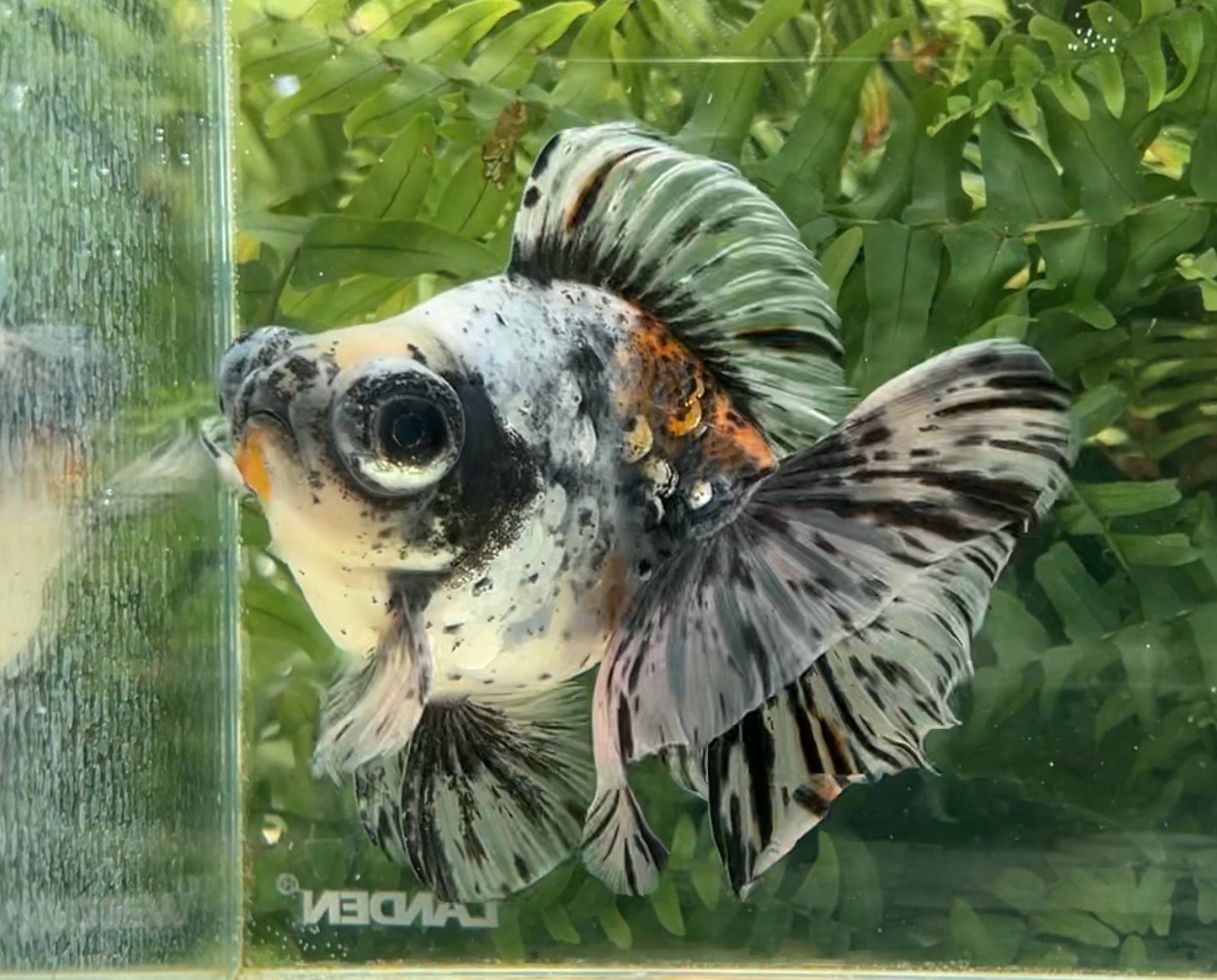 Silver Coin Blue Based Tri-color Deep Body Telescope Butterfly (M, 5.5”) - Free Shipping
