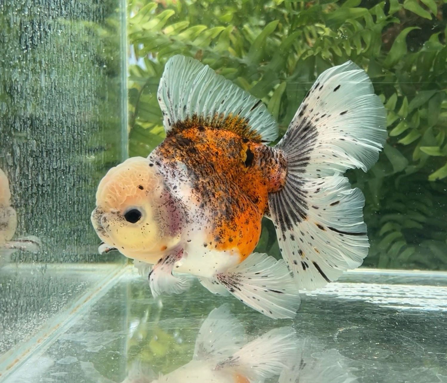 Calico Rosetail Oranda (M, 5.75”) - Free Shipping