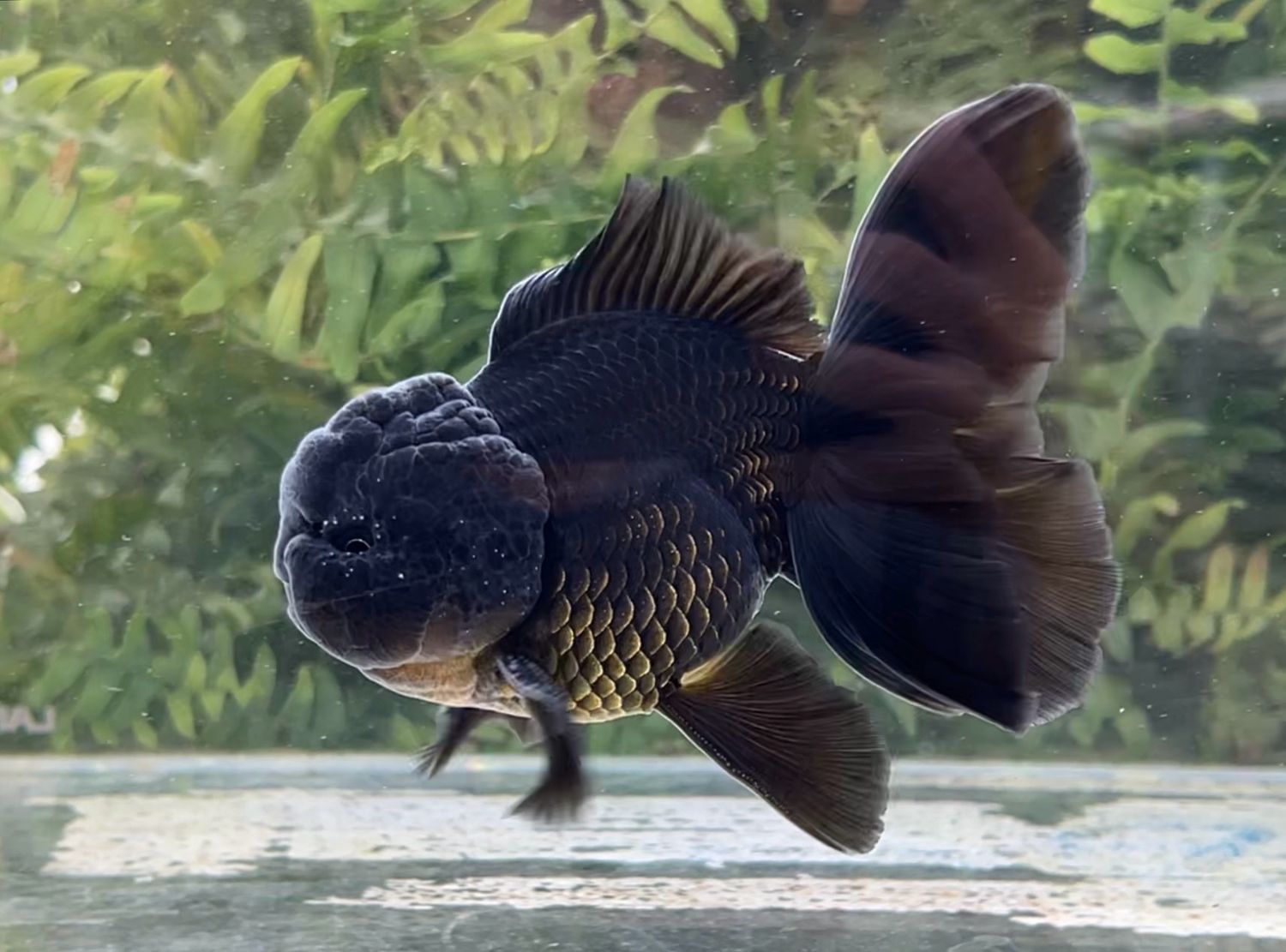 Black Rosetail Oranda (M, 5”) - Free Shipping