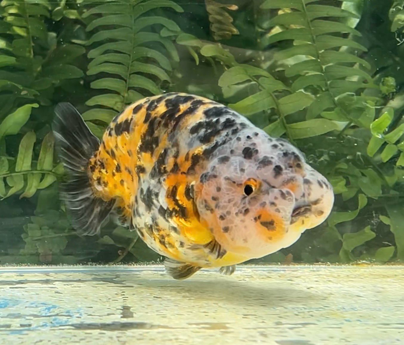 Calico Yuanbao Ranchu (M, 4.25”) - Free Shipping