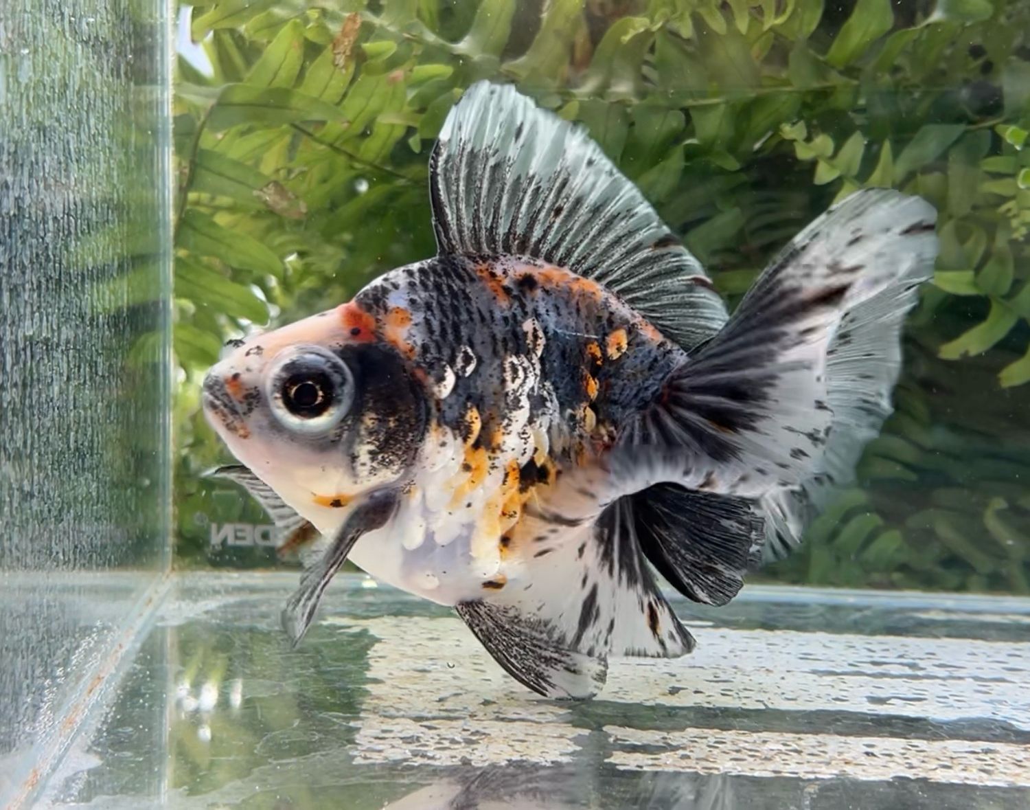 Silver Coin Kirin Deep Body Telescope Butterfly (F, 5.5”) - Free Shipping