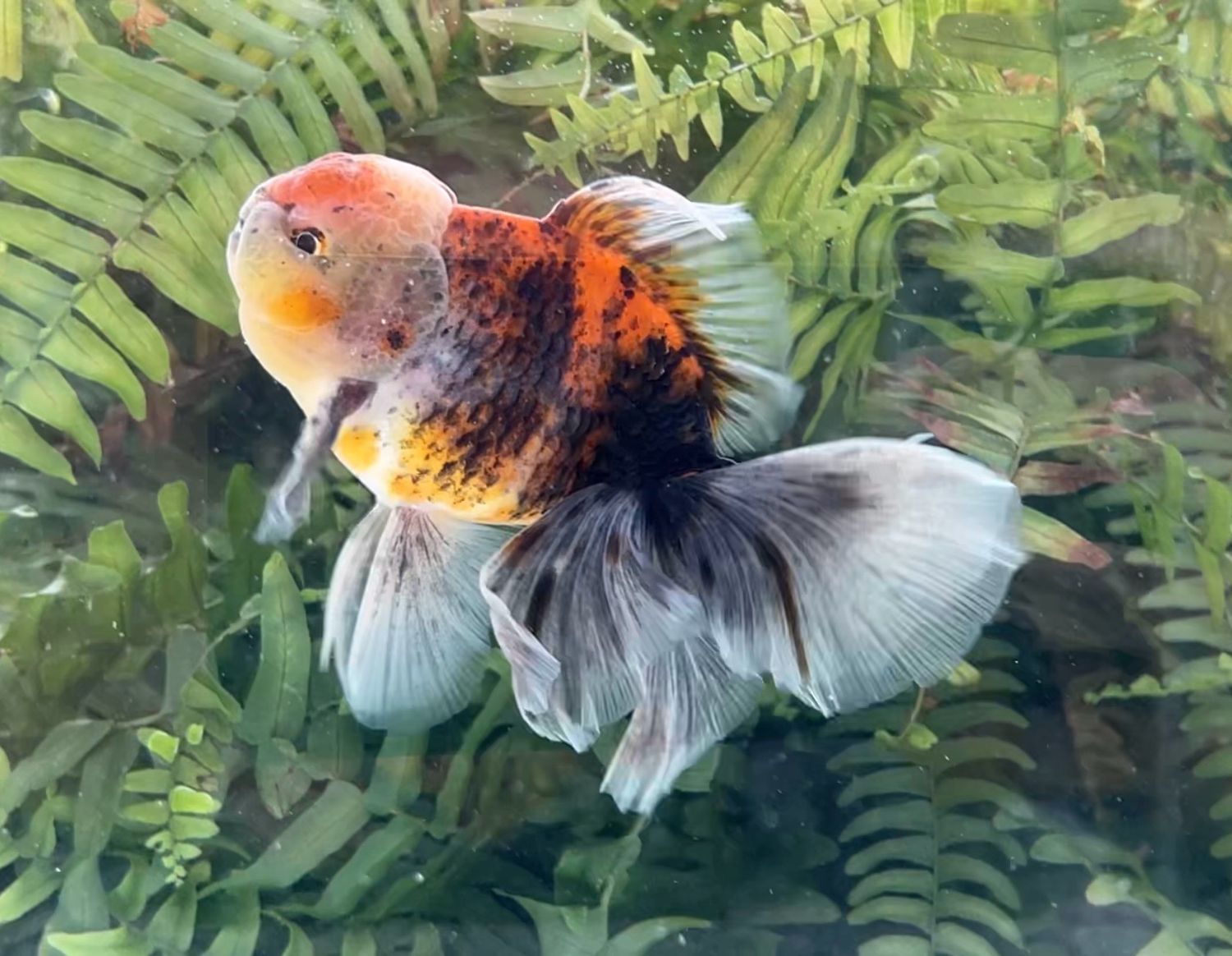 Calico Rosetail Oranda (M, 5.25”) - Free Shipping