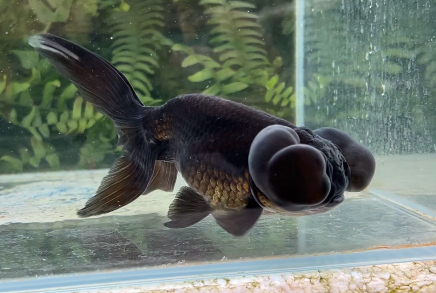 Black Bubbleeye (F, 6”) - Free Shipping