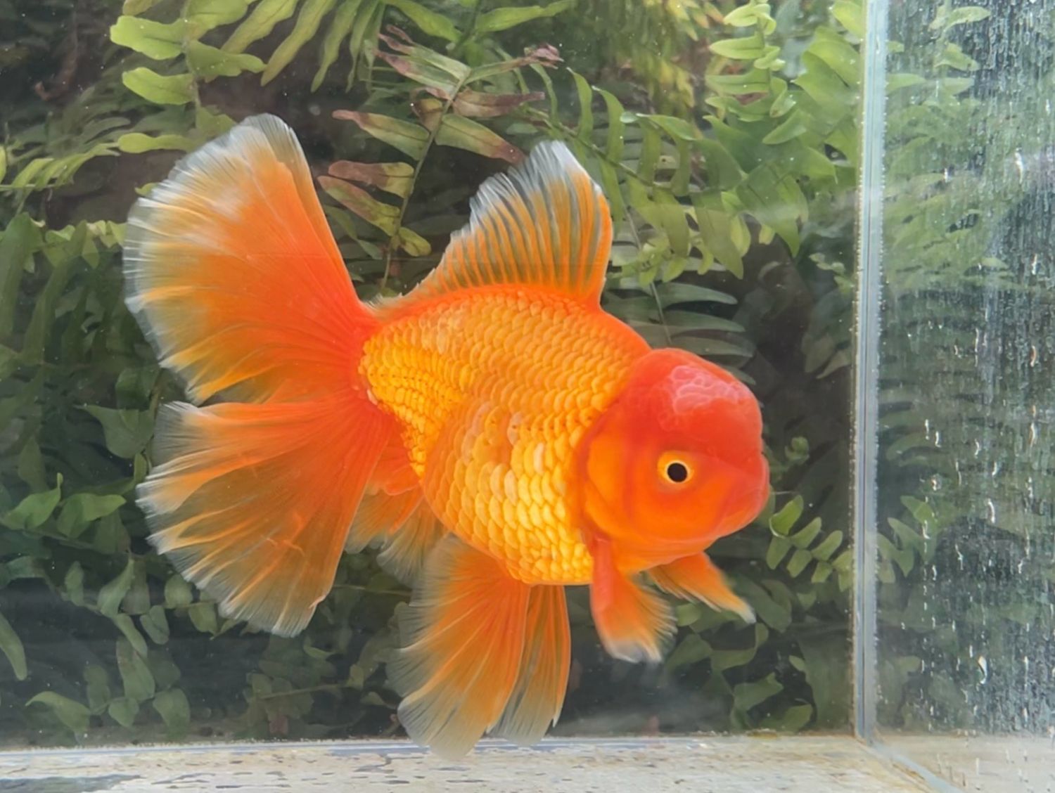 Red Peonytail Oranda (M, 5.75”) - Free Shipping