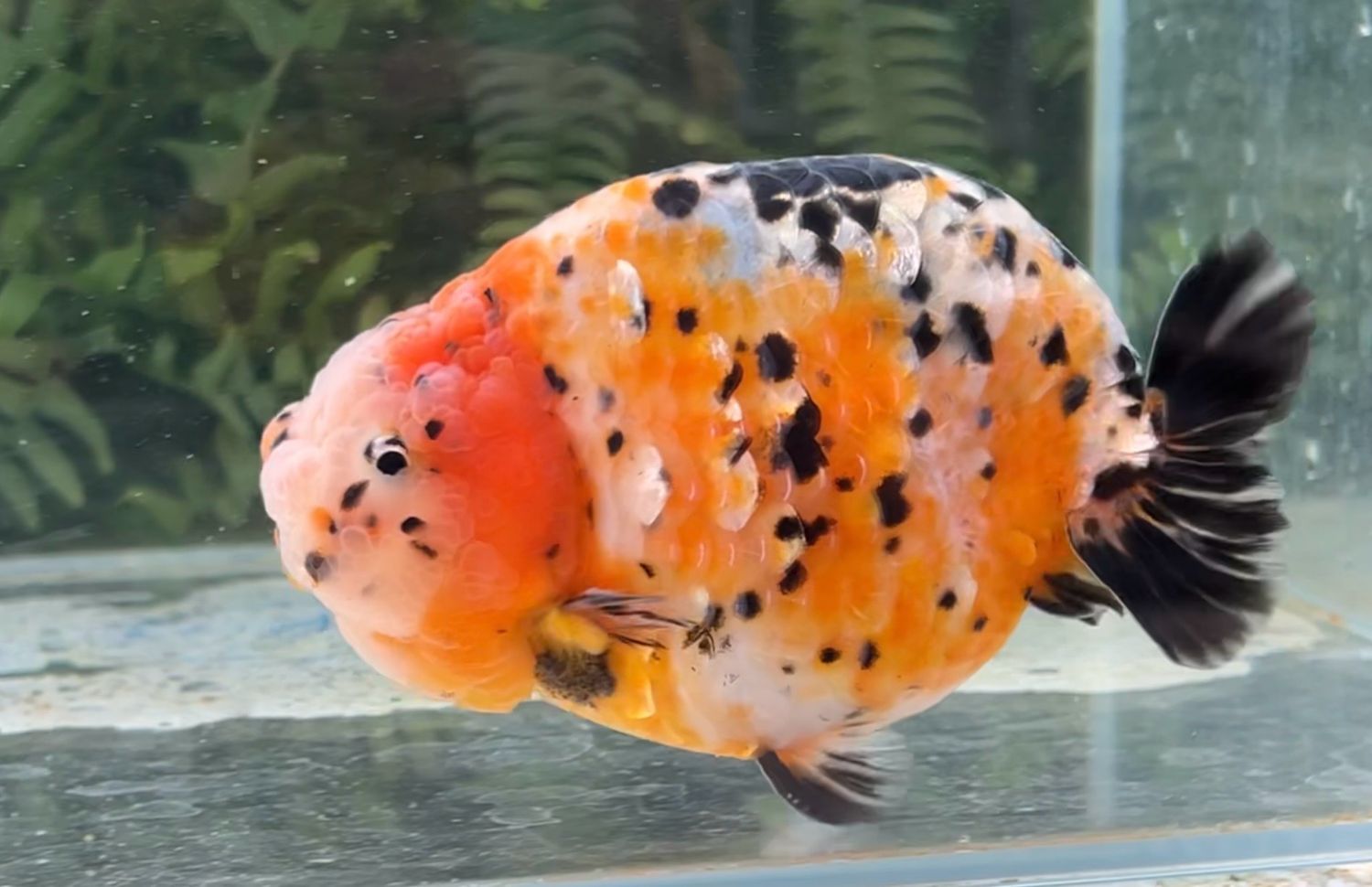 Calico Yuanbao Ranchu (M, 5.25”) - Free Shipping