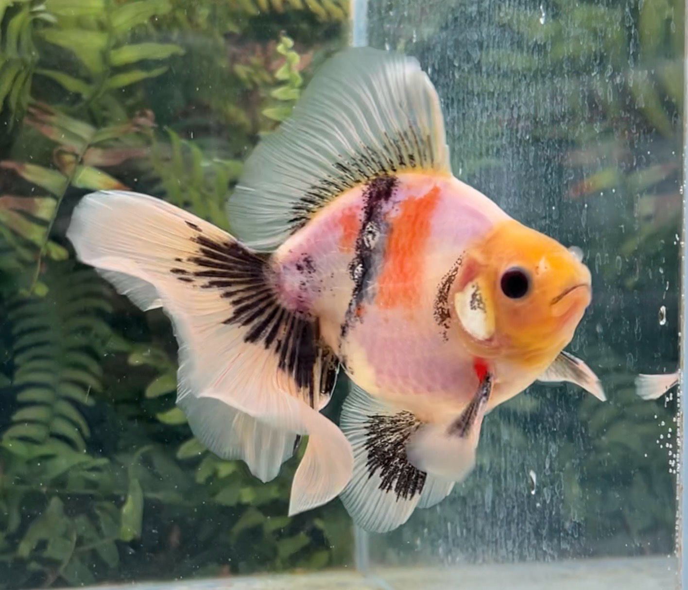 Tri-color Broadtail Ryukin (M, 4.75”) - Free Shipping