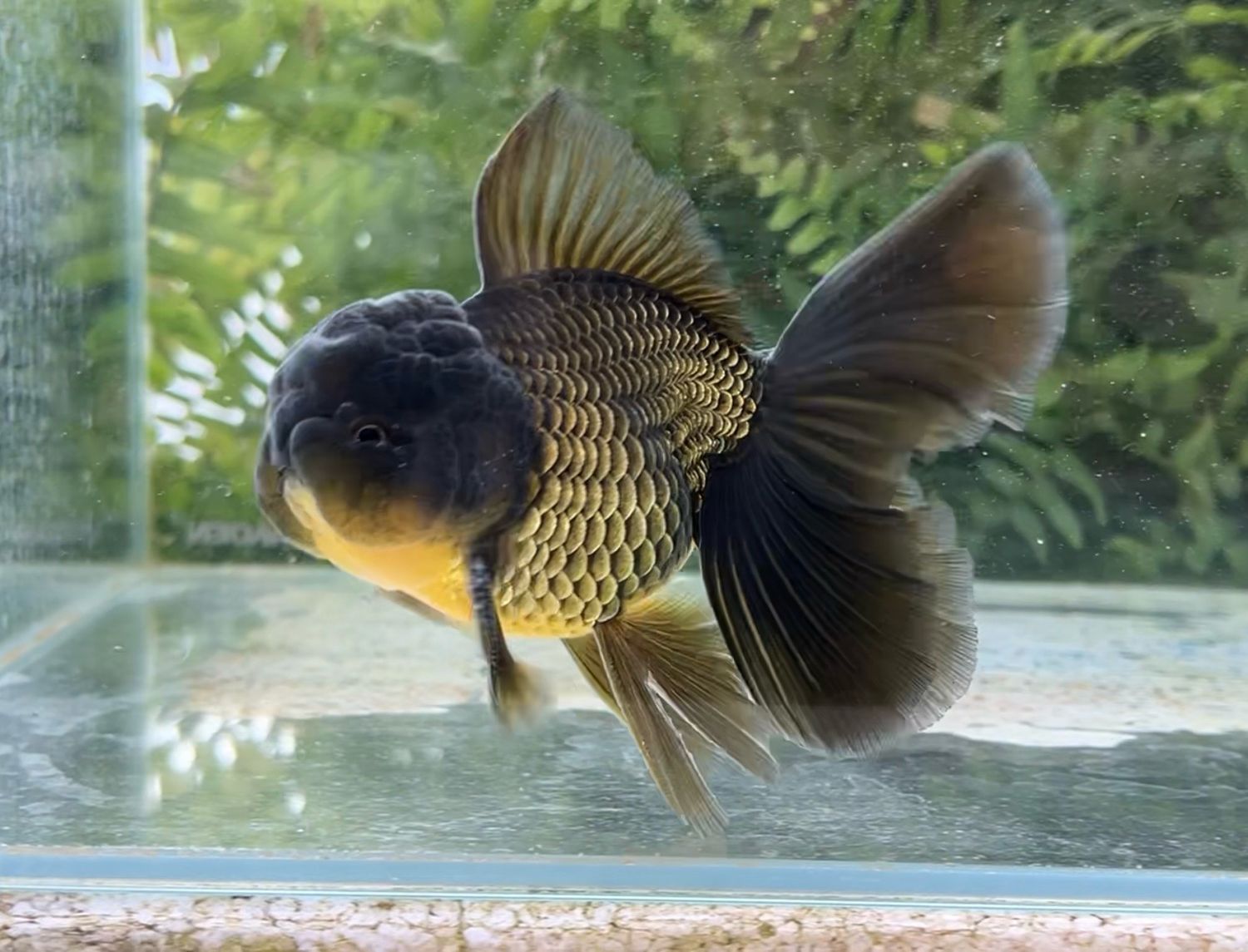 Black Rosetail Oranda (M, 5”) - Free Shipping