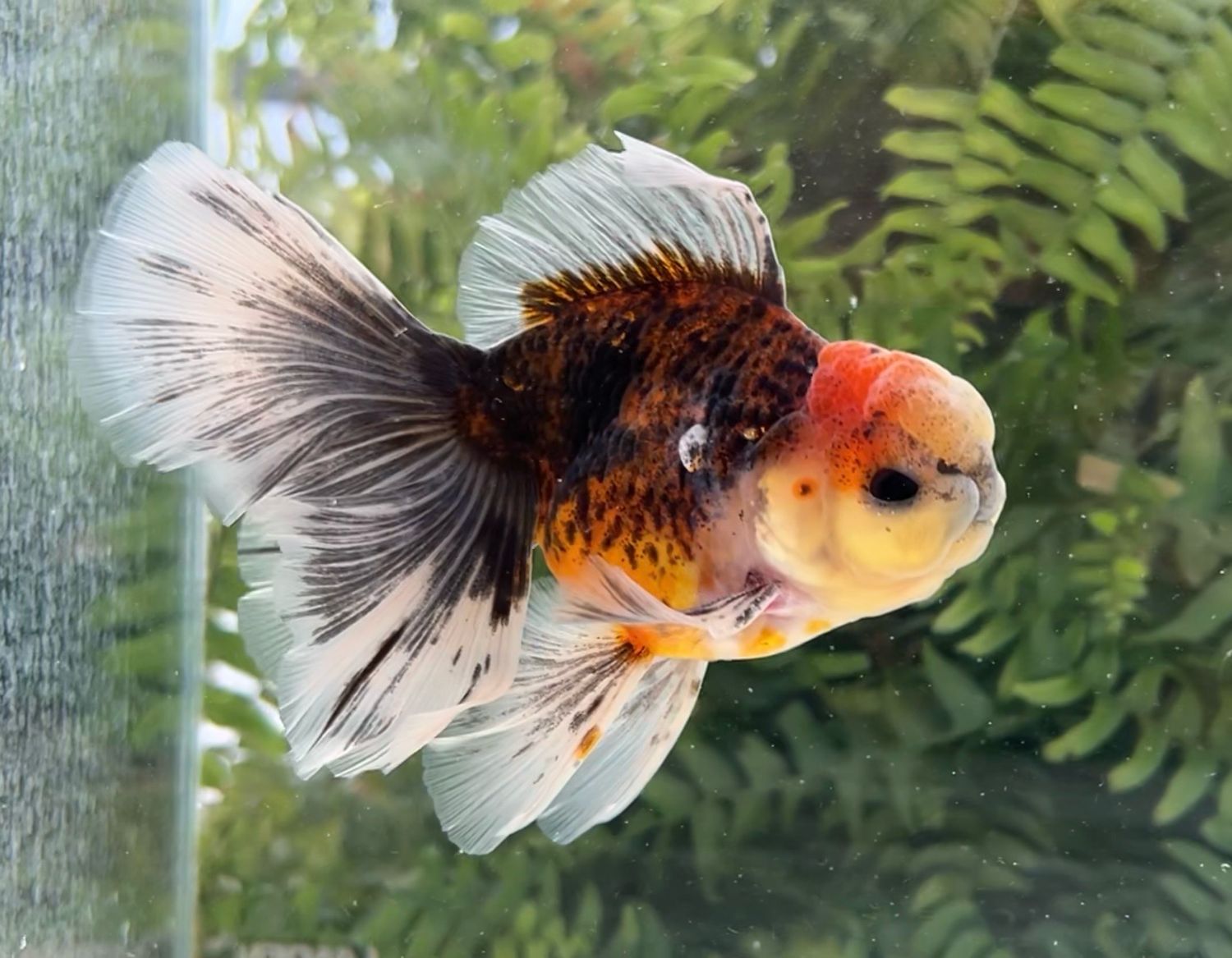 Calico Rosetail Oranda (M, 5”) - Free Shipping