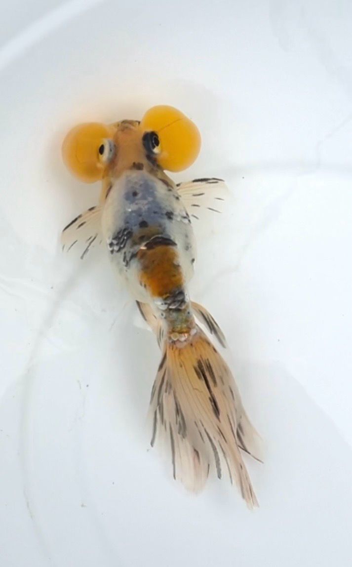 Calico Bubbleeye (F, 5.5”) - Free Shipping