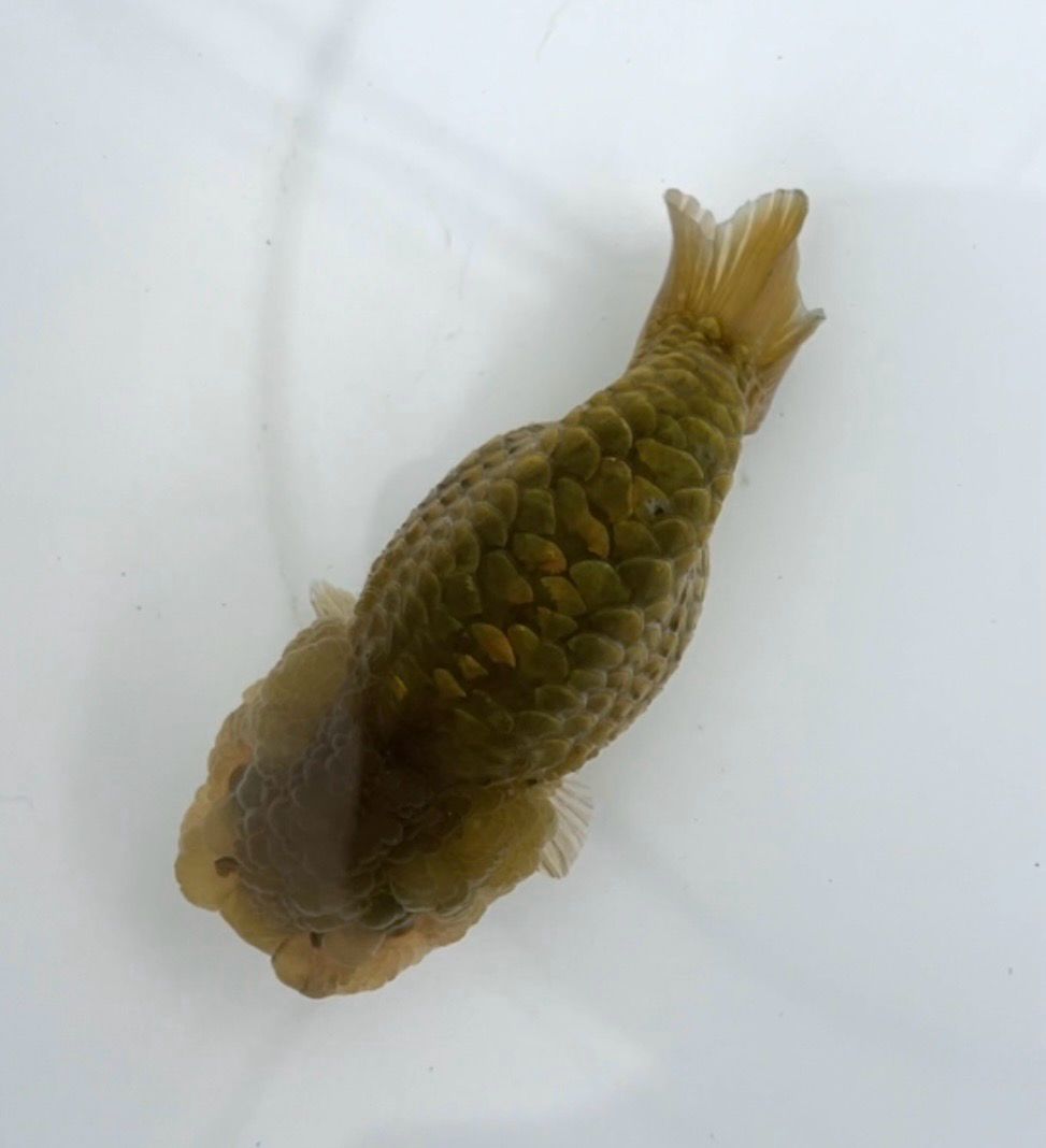 Bronze Dragon Scale Yuanbao Ranchu (F, 3.5”) - Free Shipping