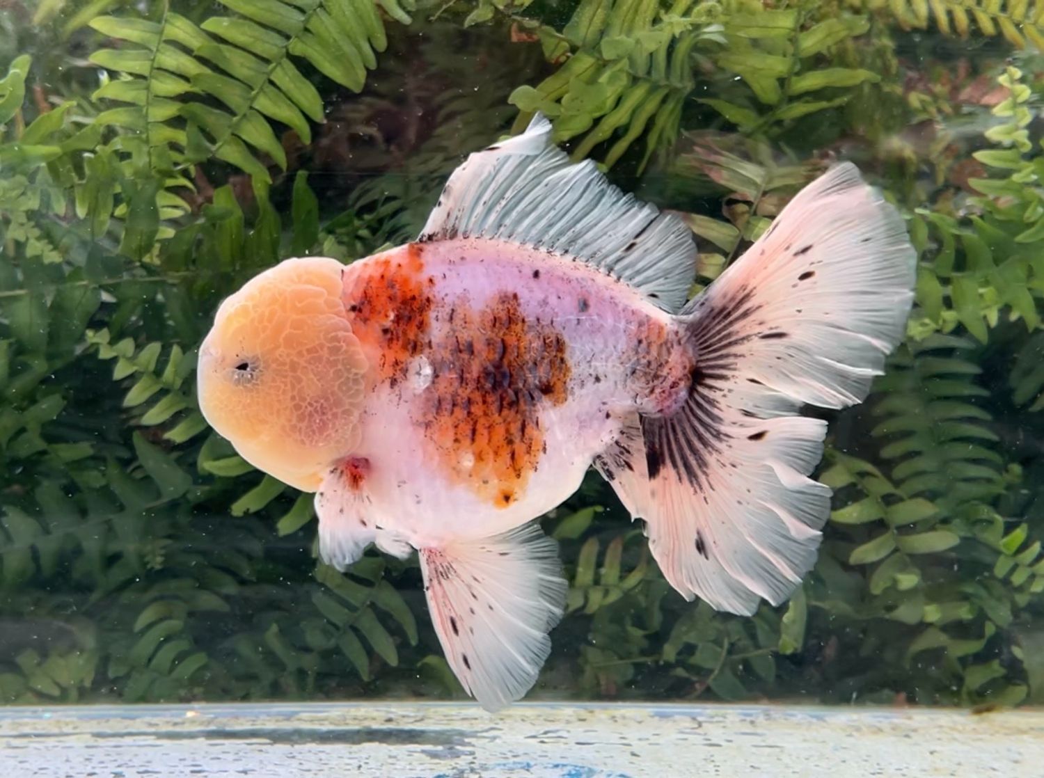 Calico Rosetail Oranda (M, 6.5”) - Free Shipping
