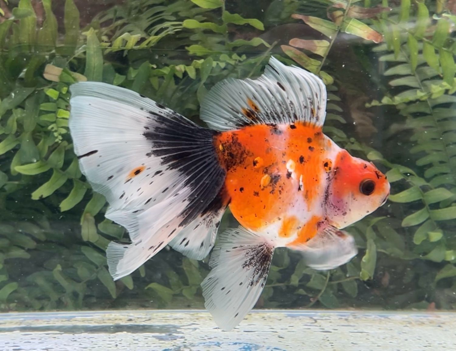 Calico Veiltail (F, 5.75”) - Free Shipping