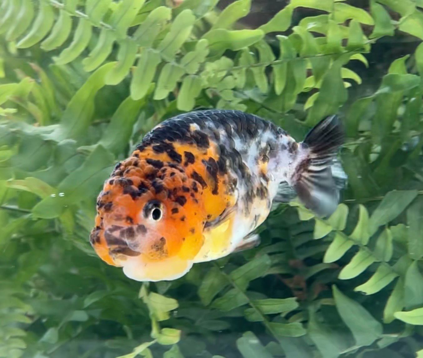 Calico Yuanbao Ranchu (F, 3.75”) - Free Shipping