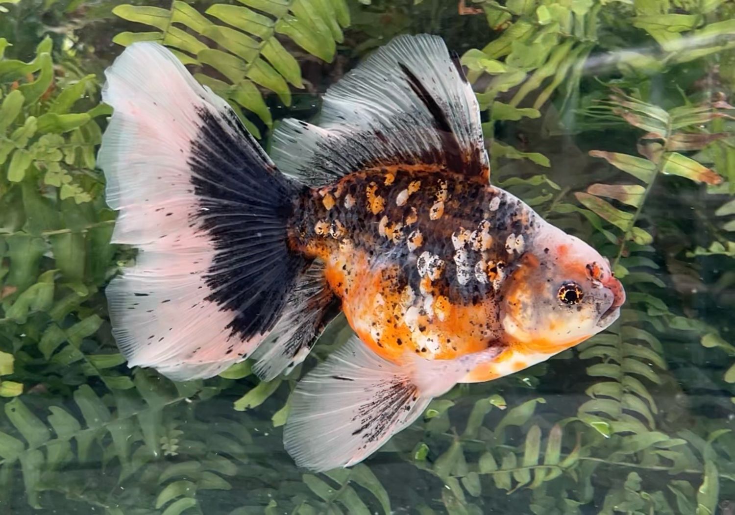Silver Coin Calico Veiltail (M, 7.5”) - Free Shipping
