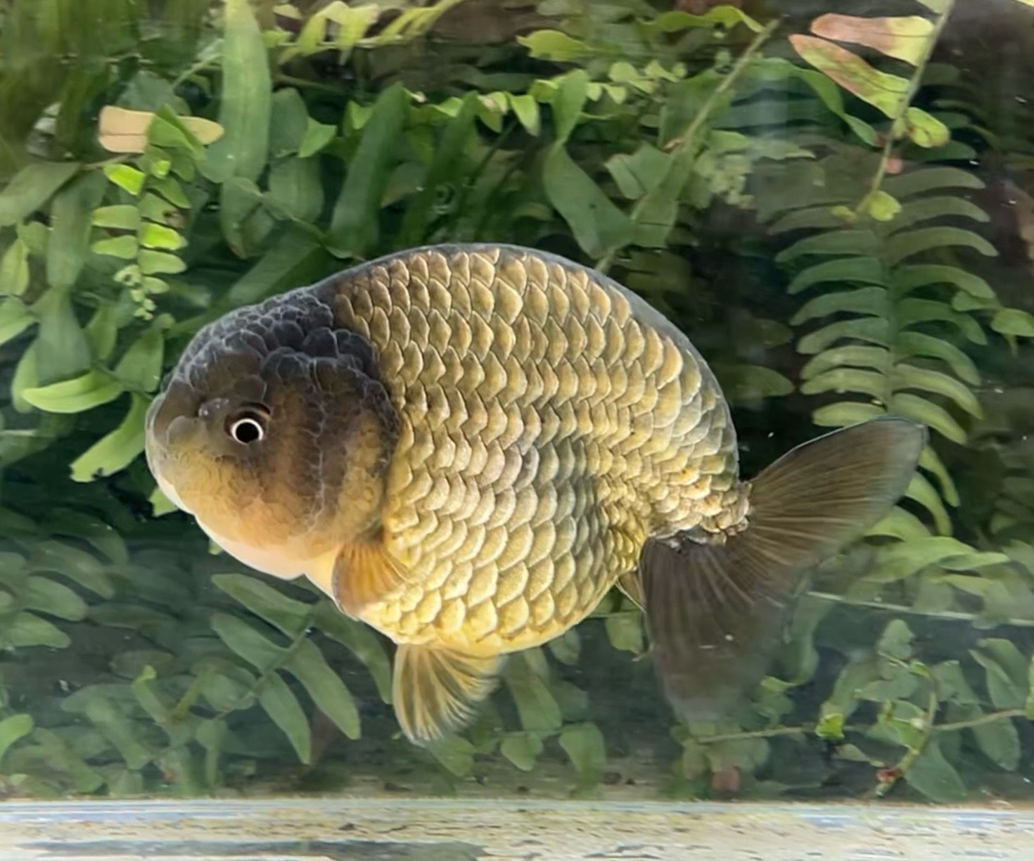 Bronze Dragon Scale Yuanbao Ranchu (M, 5”) - Free Shipping