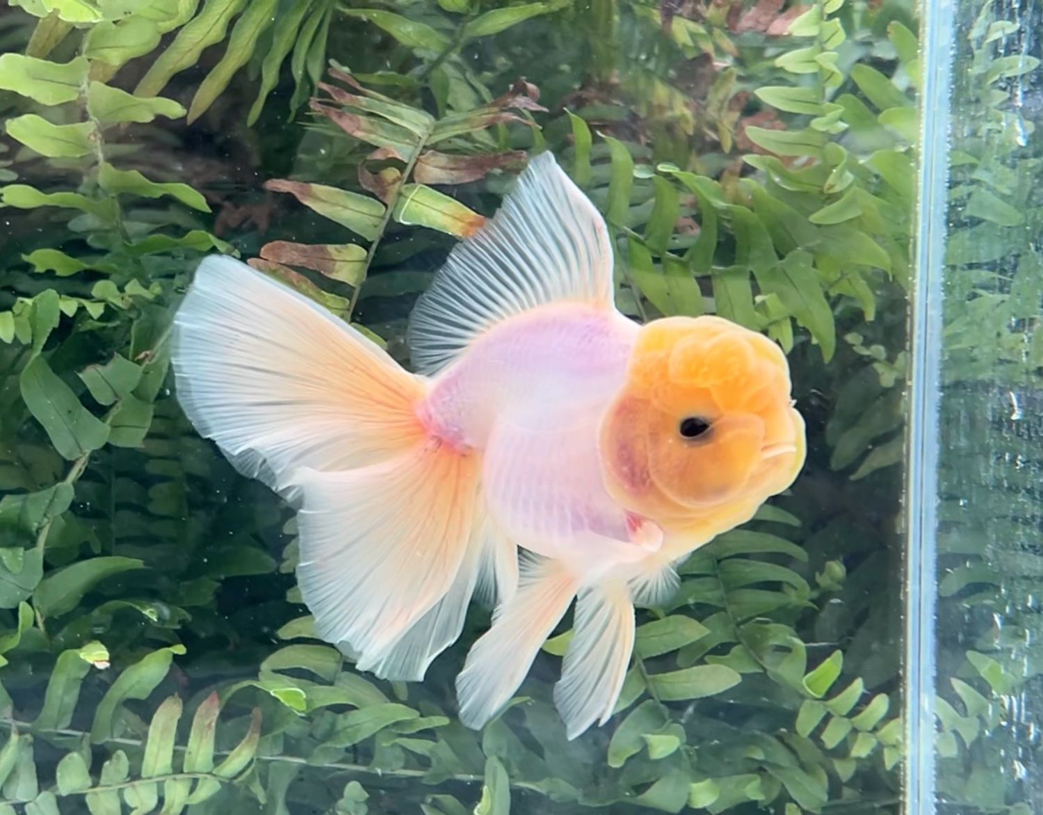 White Matte Rosetail Oranda (M, 5”) - Free Shipping
