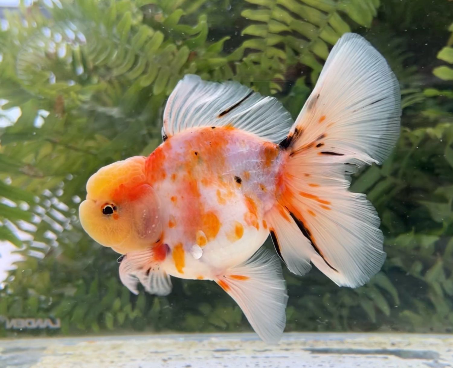 Sakura Rosetail Oranda (M, 5.25”) - Free Shipping