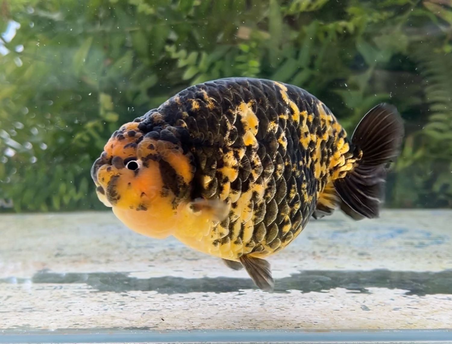 Tiger Yuanbao Ranchu (M, 4.75”) - Free Shipping