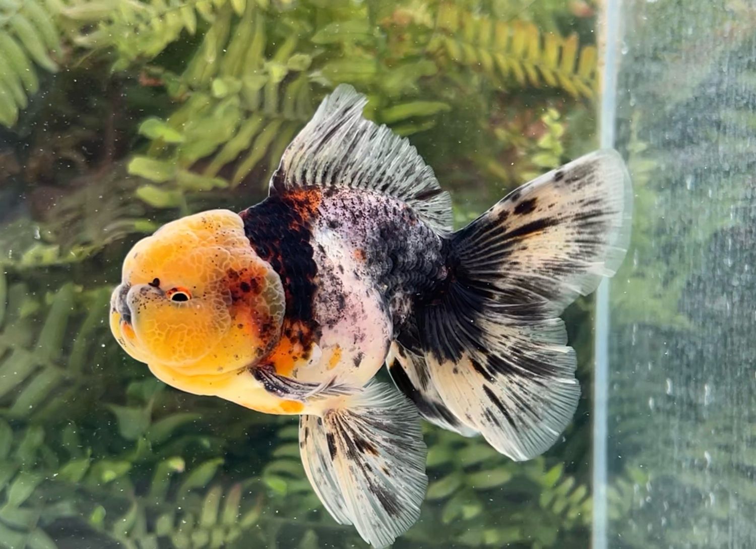 Calico Rosetail Oranda (M, 5”) - Free Shipping
