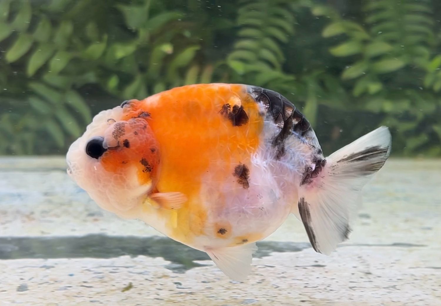 Calico Yuanbao Ranchu (F, 3.5”) - Free Shipping