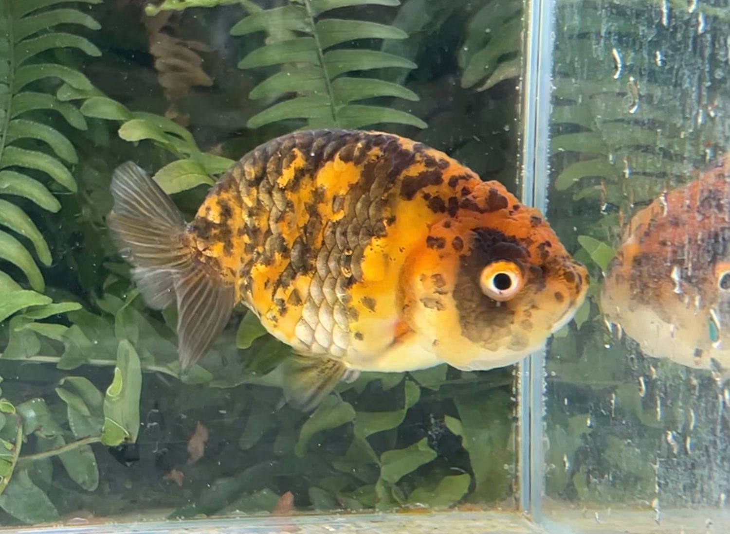 Tiger Yuanbao Ranchu (F, 3.75”) - Free Shipping