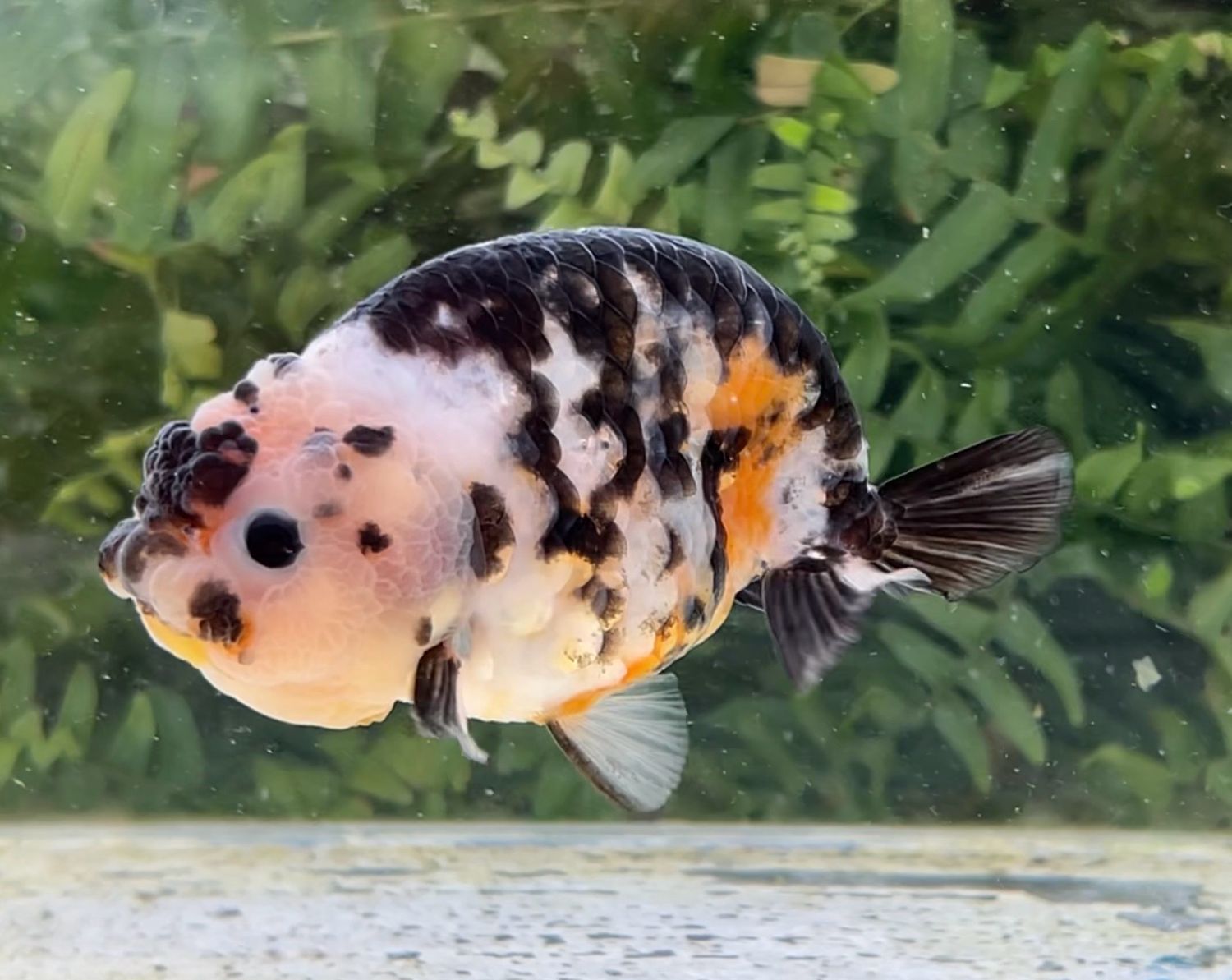 Calico Yuanbao Ranchu (F, 4”) - Free Shipping
