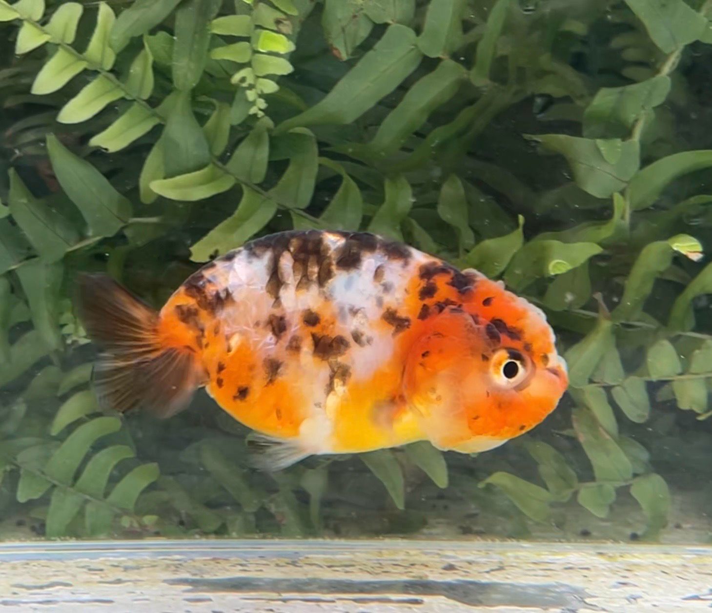 Calico Yuanbao Ranchu (F, 3.75”) - Free Shipping