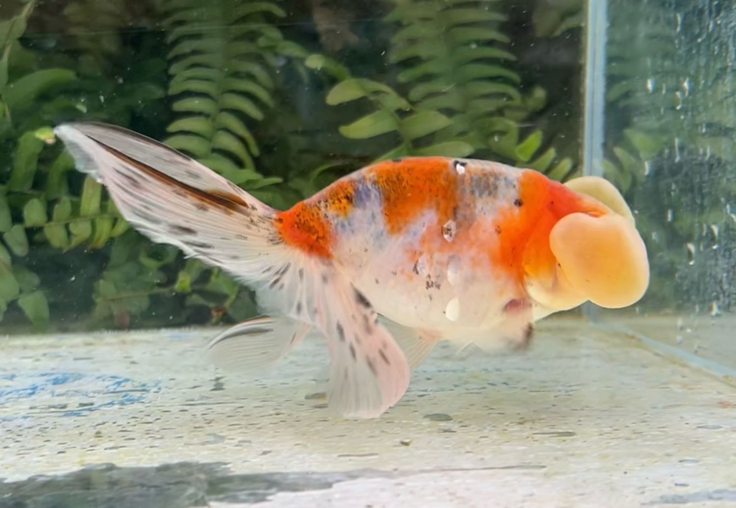 Calico Bubbleeye (M, 5.25”) - Free Shipping