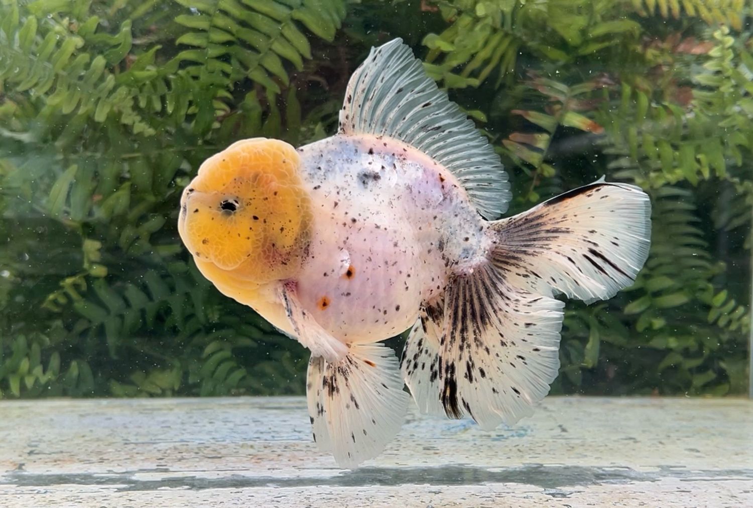 Blue Based Sesame Speck Rosetail Oranda (M, 6.25”) - Free Shipping