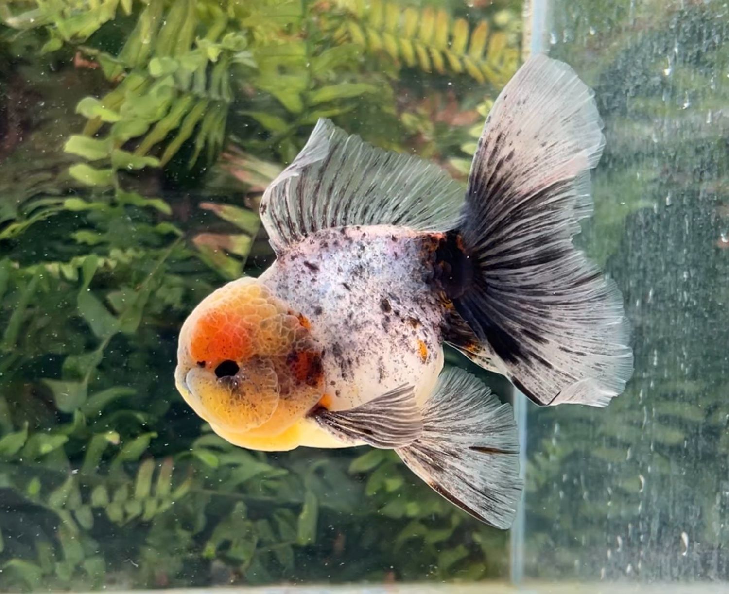 Calico Rosetail Oranda (M, 5”) - Free Shipping