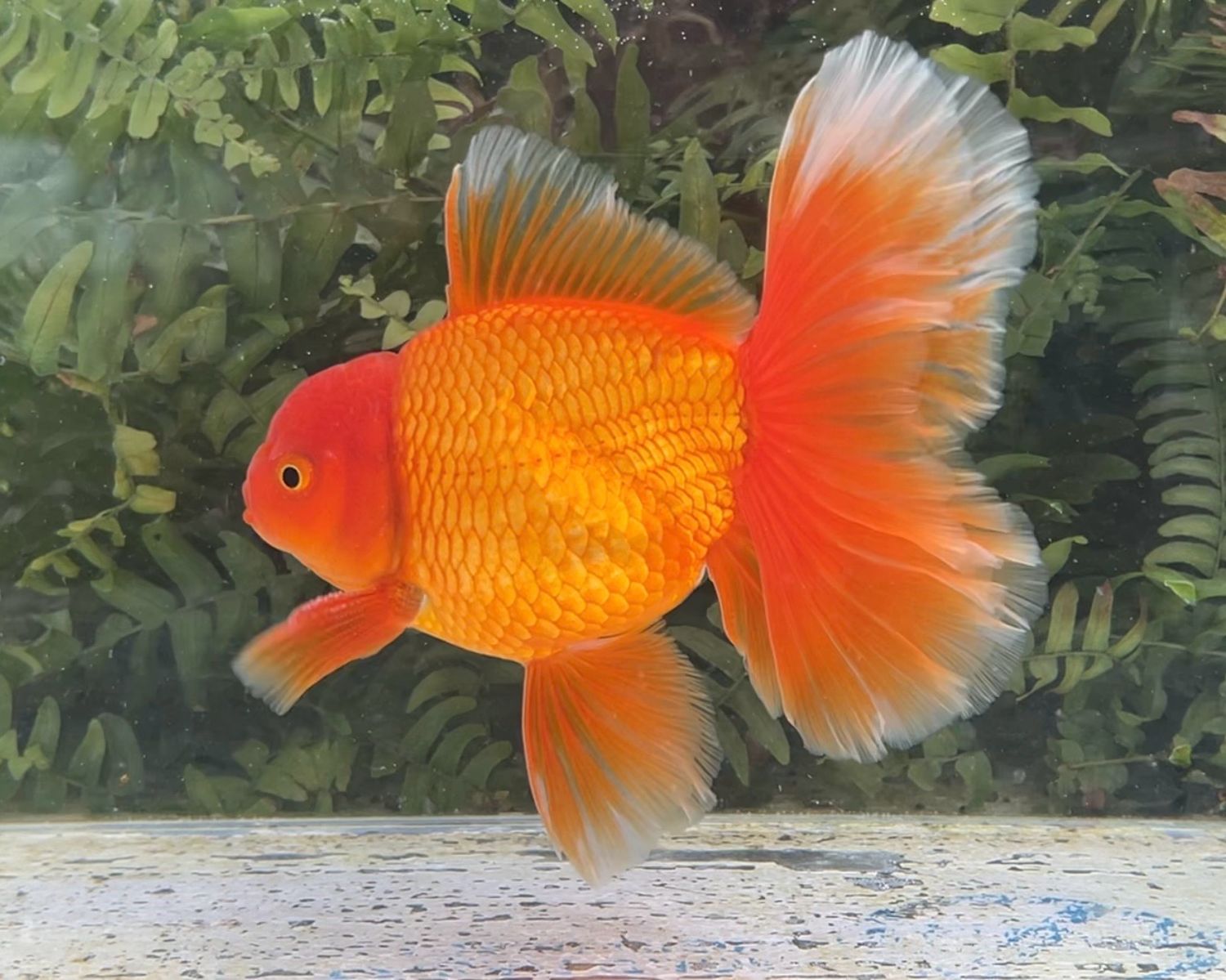 Red Peonytail Oranda (M, 6”) - Free Shipping