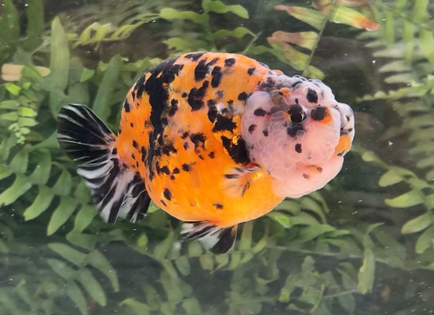 Tiger Yuanbao Ranchu (M, 4.25”) - Free Shipping