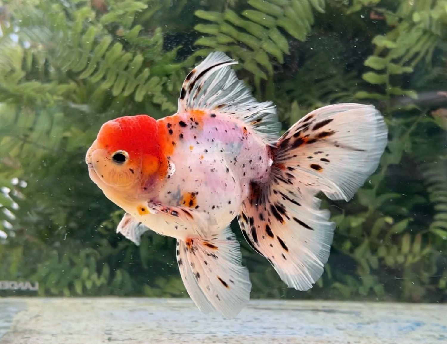 Calico Rosetail Oranda (M, 5.25”) - Free Shipping
