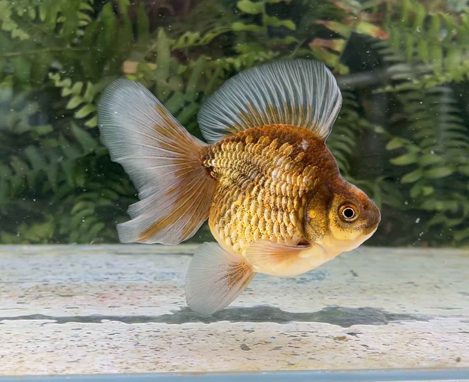 Gold And Bronze Broadtail Ryukin (M, 4.75”) - Free Shipping