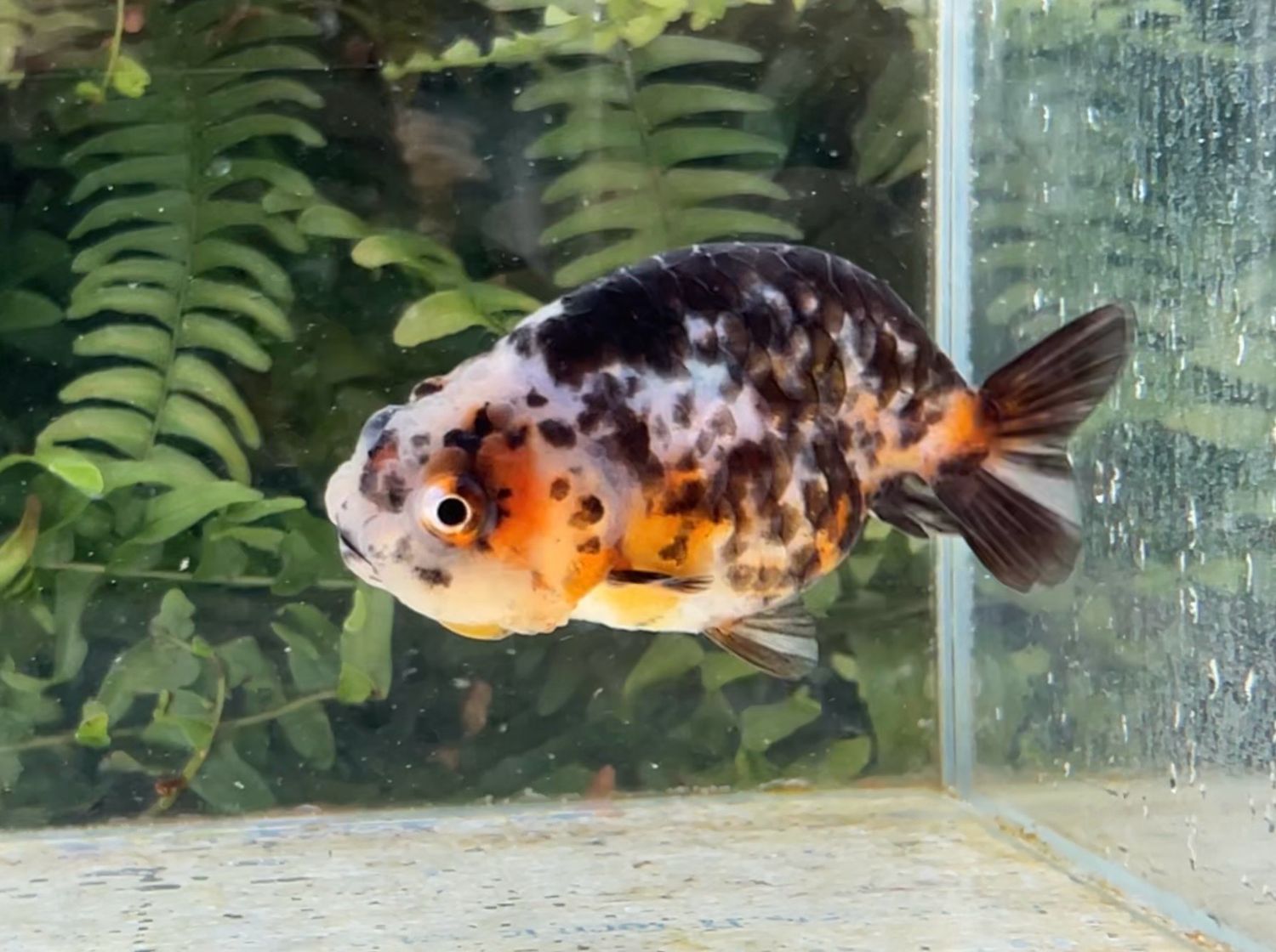 Calico Yuanbao Ranchu (F, 3.5”) - Free Shipping