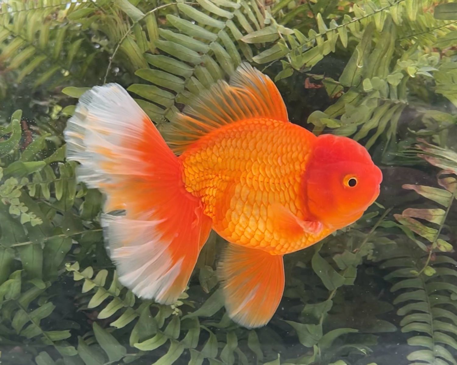 Red Peonytail Oranda (M, 6”) - Free Shipping