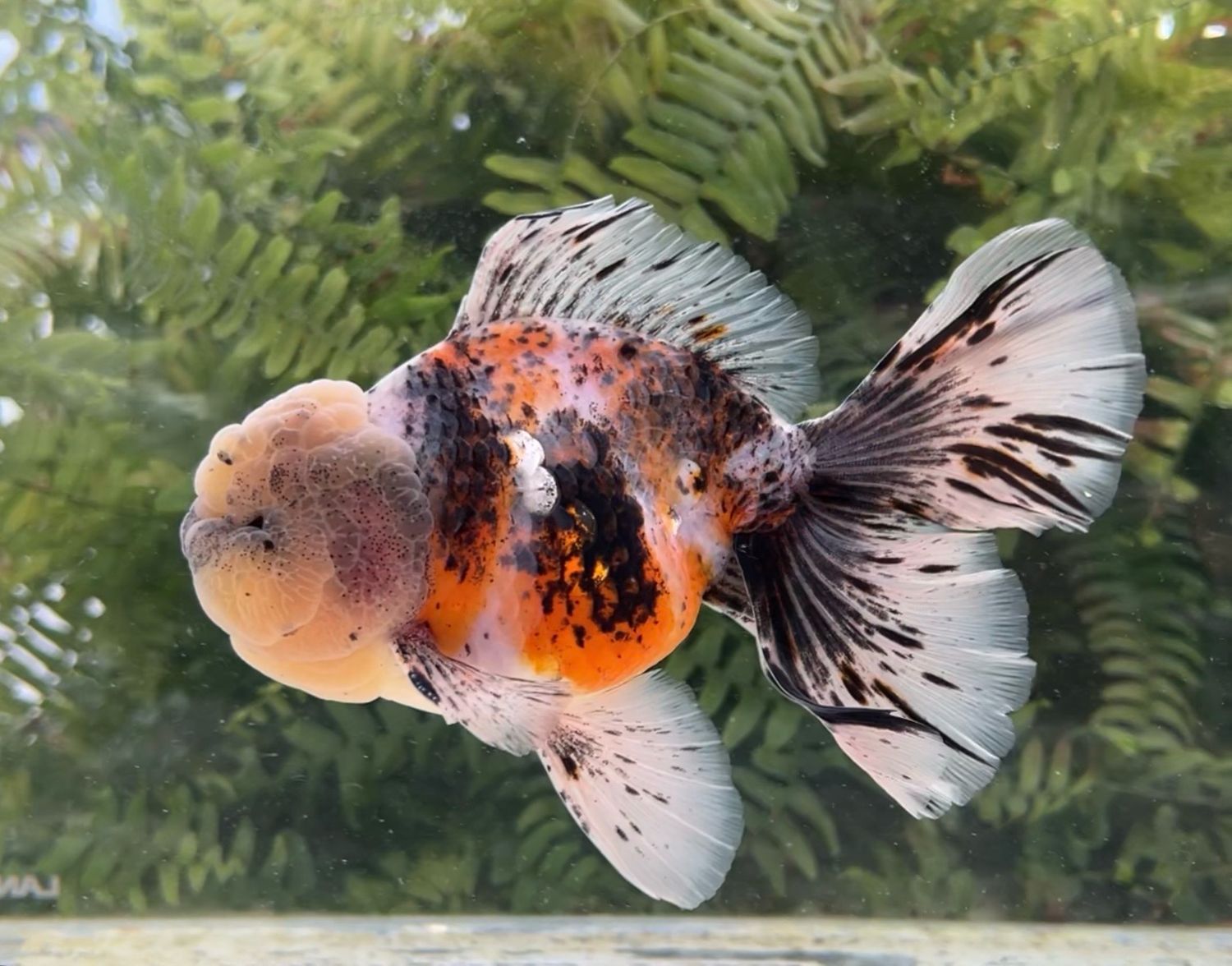 Calico Rosetail Oranda (M, 6.25”) - Free Shipping