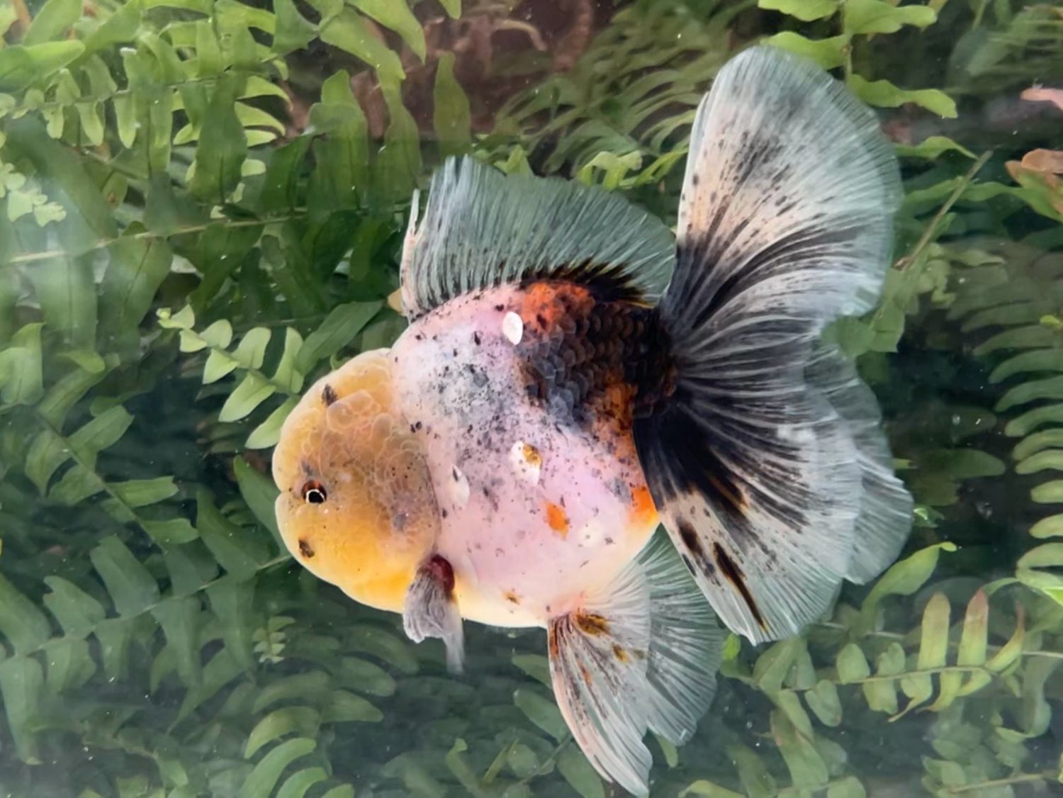 Calico Rosetail Oranda (M, 4.75”) - Free Shipping