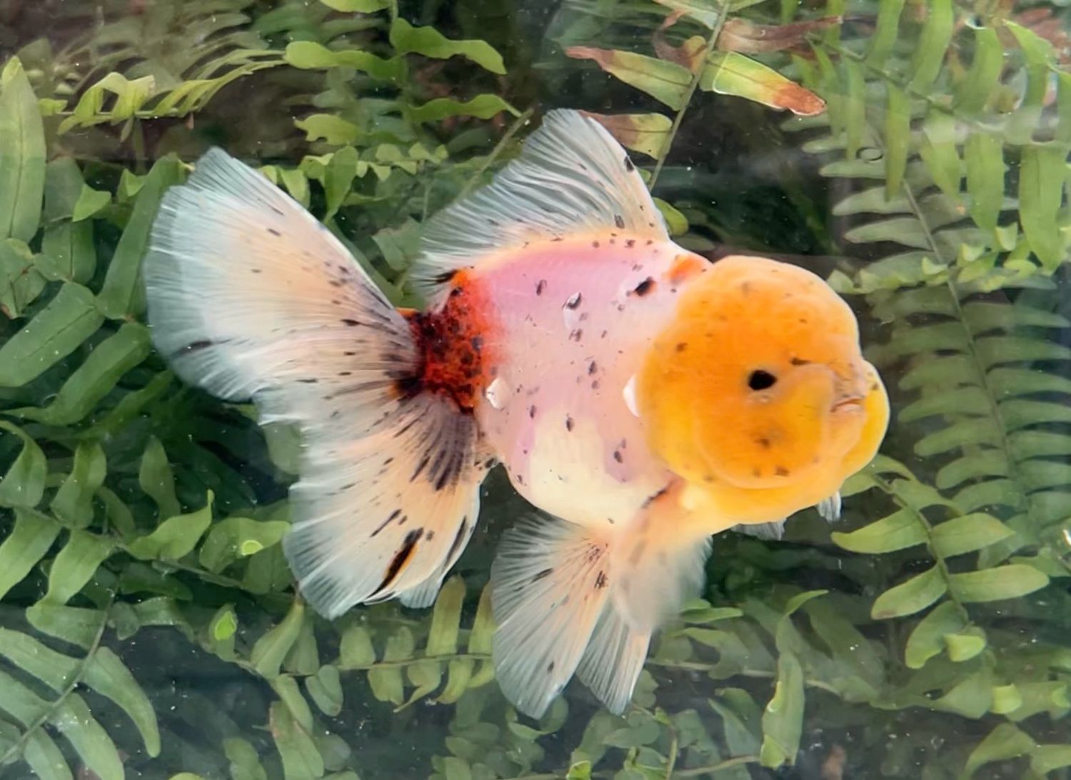 Calico Rosetail Oranda (M, 5”) - Free Shipping