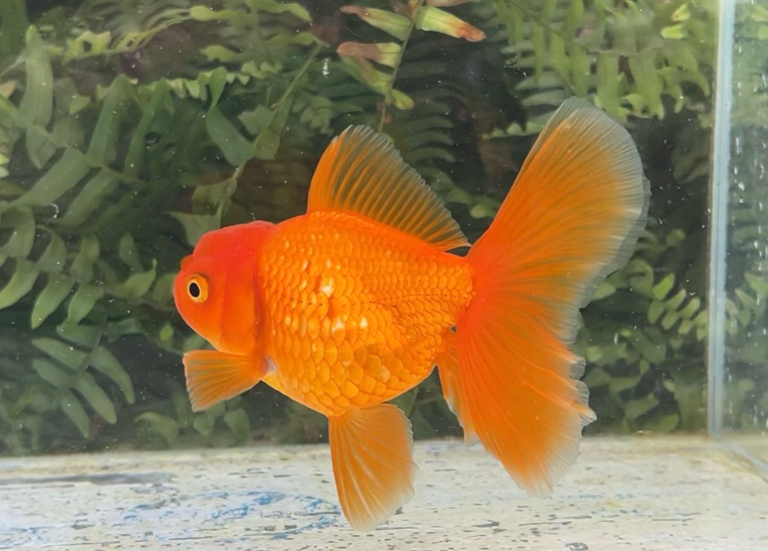 Red Peonytail Oranda (F, 5”) - Free Shipping