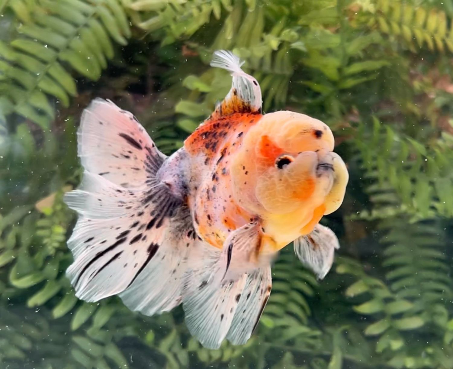 Calico Rosetail Oranda (M, 5”) - Free Shipping