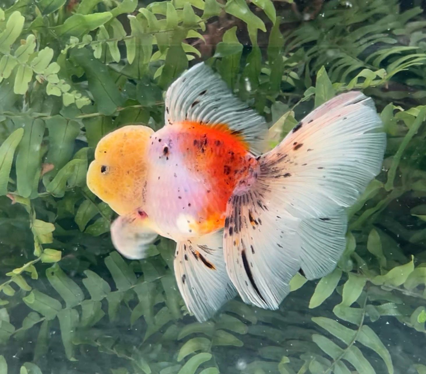 Tri-color Rosetail Oranda (M, 4.5”) - Free Shipping