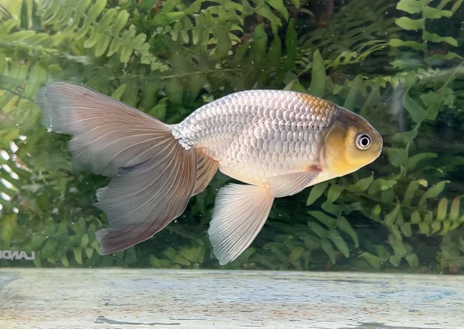 Blue Egg Phoenix (M, 6.5”) - Free Shipping