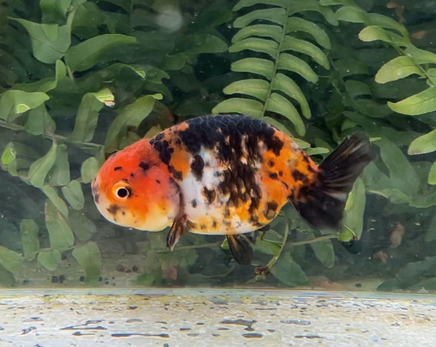 Calico Yuanbao Ranchu (F, 3.25”) - Free Shipping