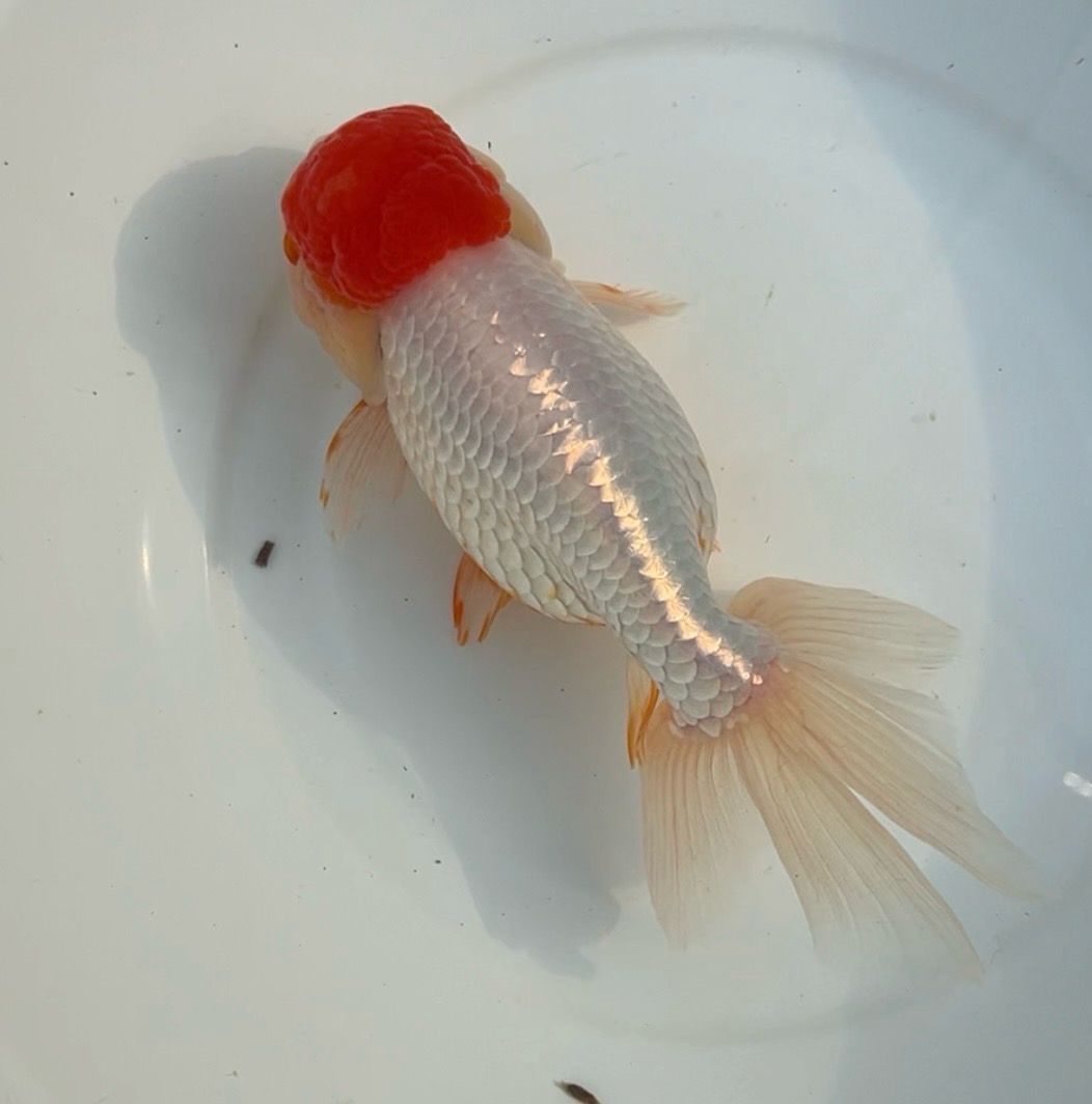 Red Goosehead (F, 7.5”) - Free Shipping
