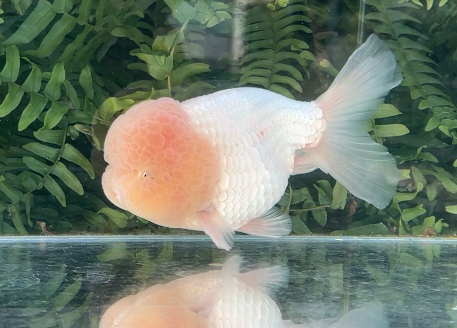 White Lionhead (M, 5.75”) - Free Shipping