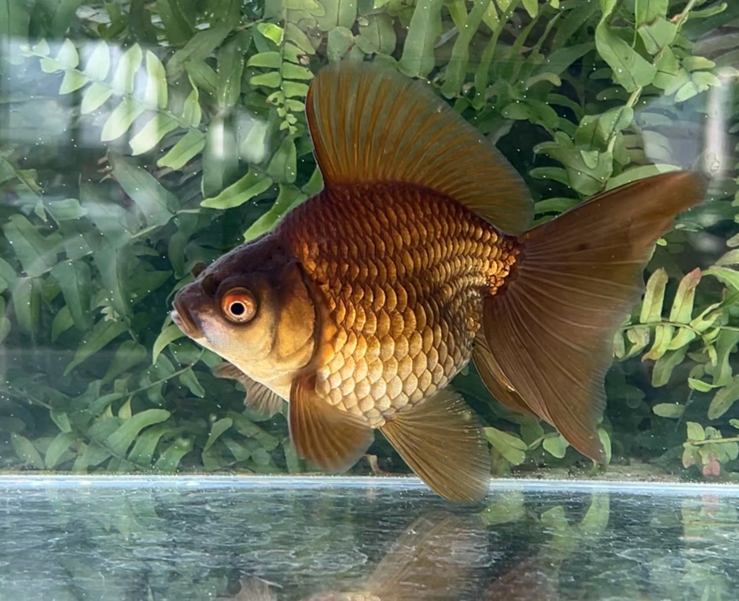 Purple Broadtail Ryukin (F, 4.5”) - Free Shipping