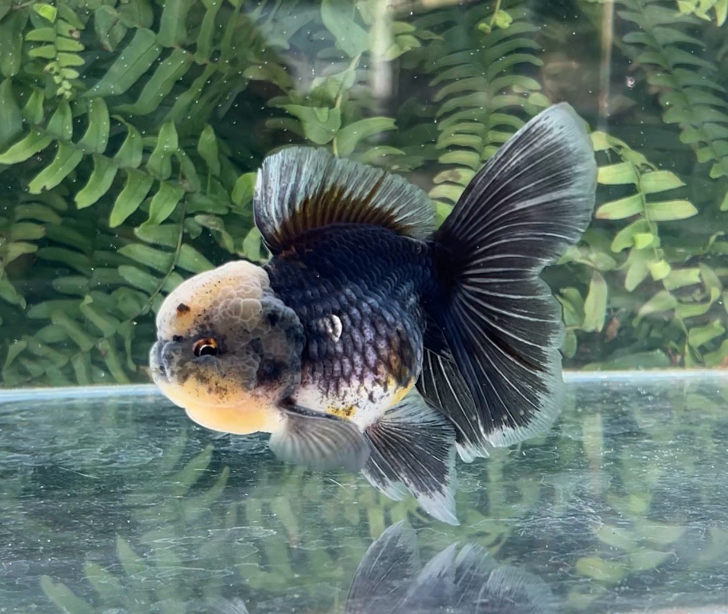 Black Kirin Rosetail Oranda (M, 5”) - Free Shipping